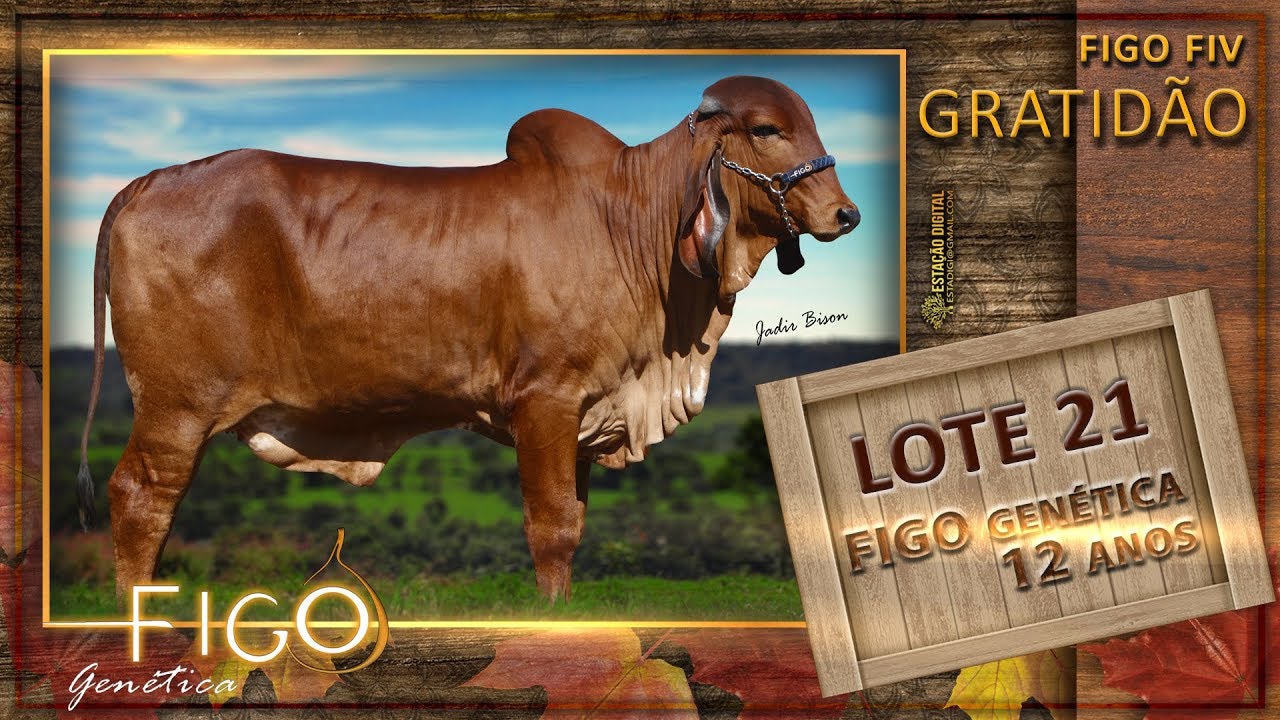 LOTE 21 - FIGO GRATIDÃO - HCFG 1467