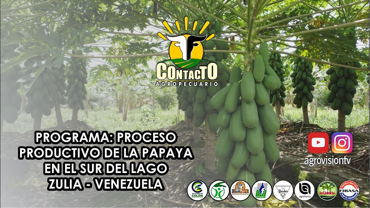 PROCESO PRODUCTIVO DE LA PAPAYA EN EL SUR DEL LAGO ESTADO ZULIA - VENEZUELA
