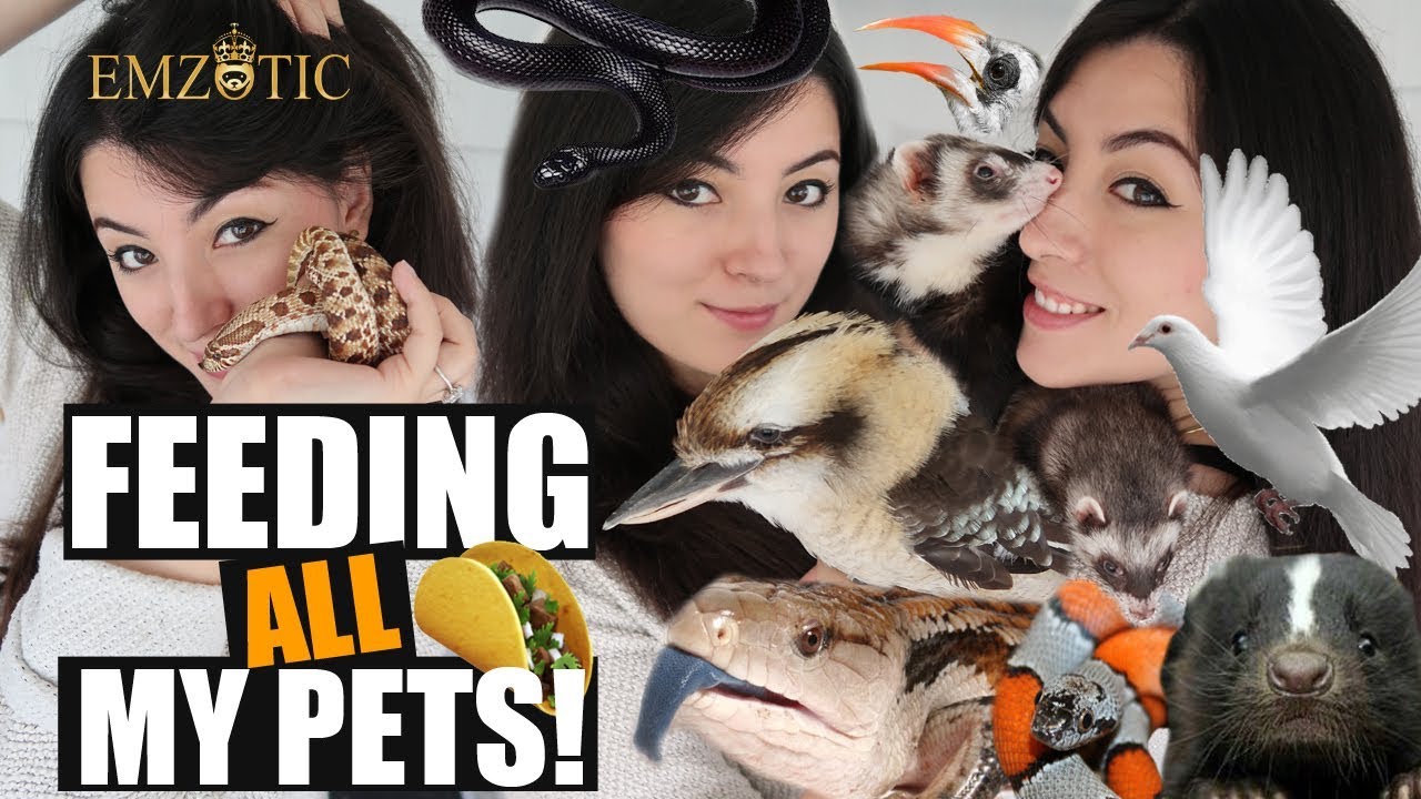 FEEDING ALL MY PETS  - Feeding ALL of my Pets in ONE video!