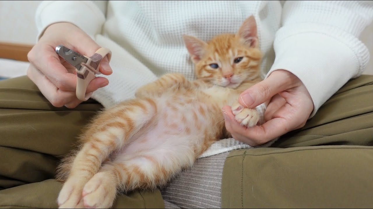 爪切りごときでは全く動じない子猫たち