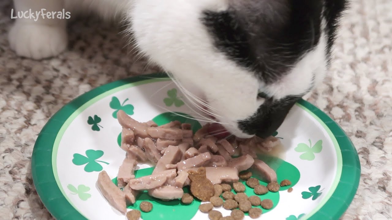 Nature's Promise Cat Food Review and MUKBANG ASMR Cat Eating Sounds
