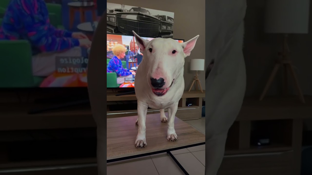 Bull Terrier moment #bullterrier  #core#fyp #funny #pet #cute#foryou#dog #foryoutube