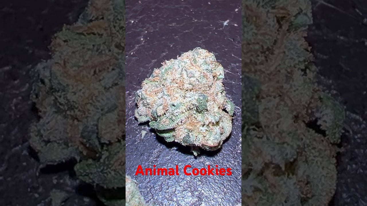 Animal cookies strain review