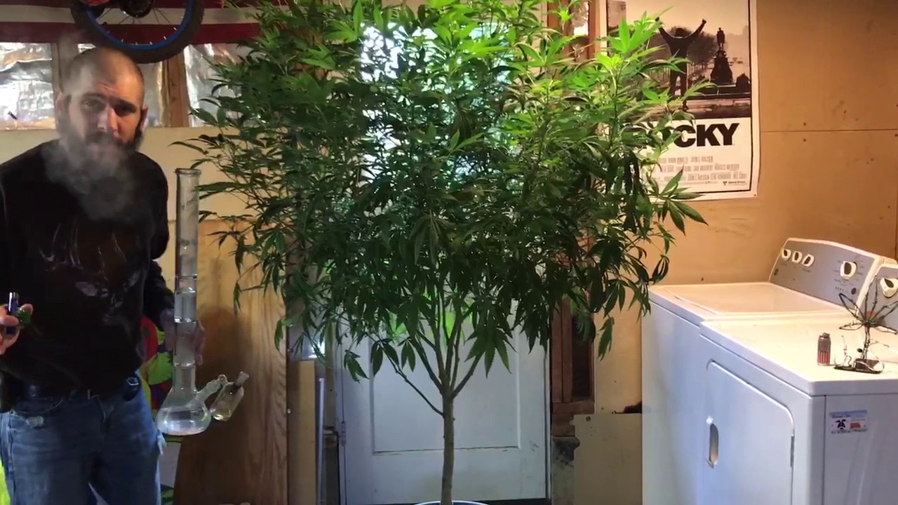 Ommp 2017 Jedi kush update