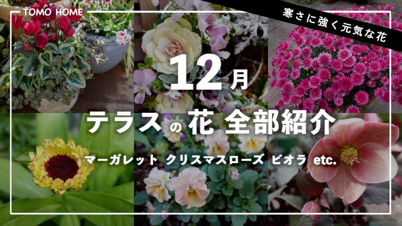 【マーガレット】寒さに強い花など 12月のテラスの花全部紹介【クリスマスローズ】