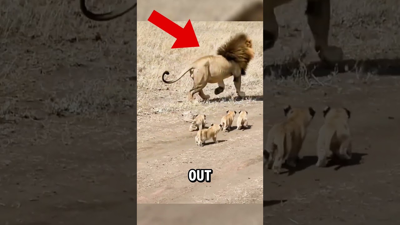 Adorable First Encounter: Lion Cubs Meet Their Dad! 🦁❤️