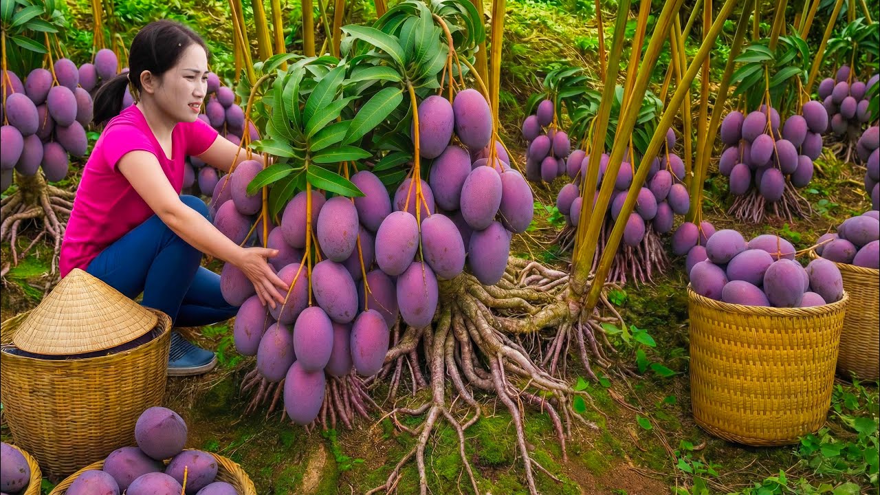 Harvesting Giant RARE PURPLE Mango To Sell | Buyers Can&rsquo;t Believe the Color