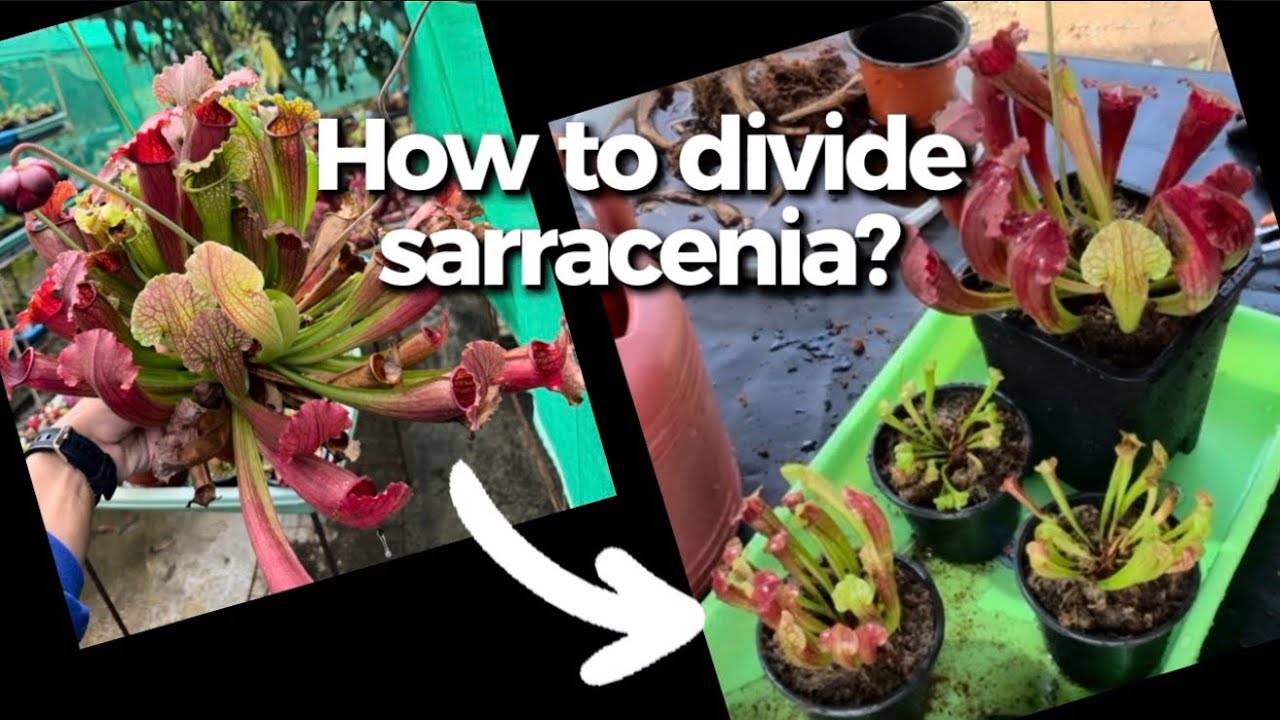 How to divide sarracenia 