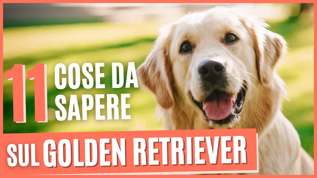 Golden Retriever 11 curiosità | Cose da sapere prima di prendere un Golden Retriever | Pro e contro