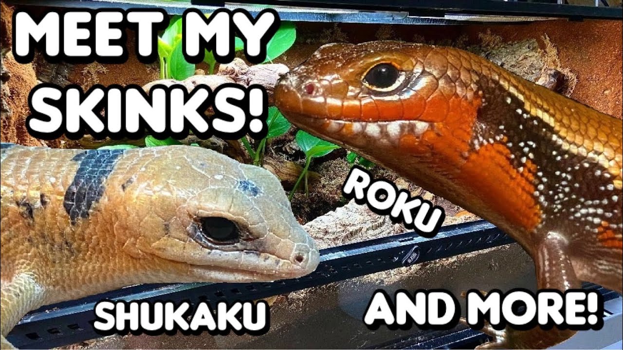 Meet All My Skinks