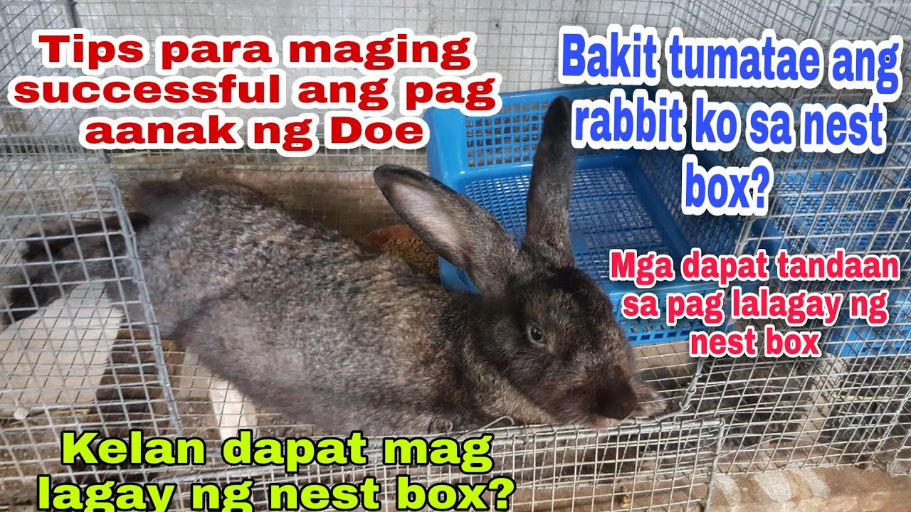 Tips para maging successful ang panganganak ng Doe