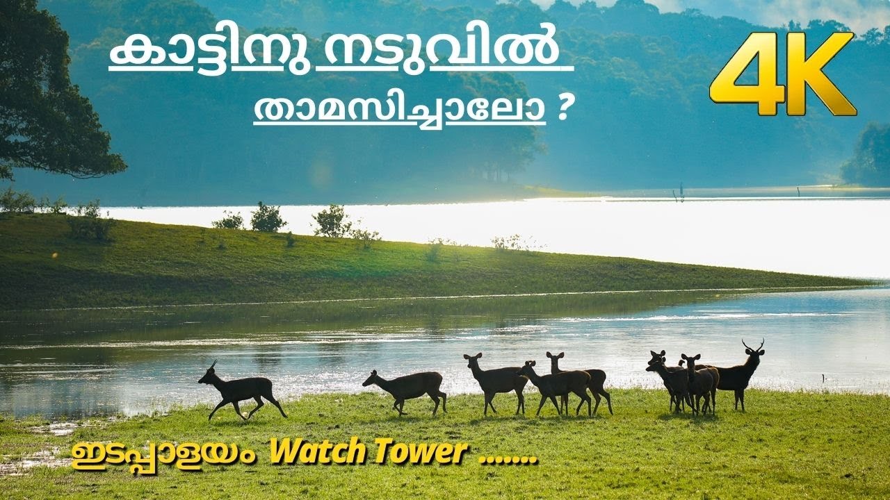 Edapalayam Watch Tower | Periyar Tiger Reserve | Forest Stay with Wild Animals
