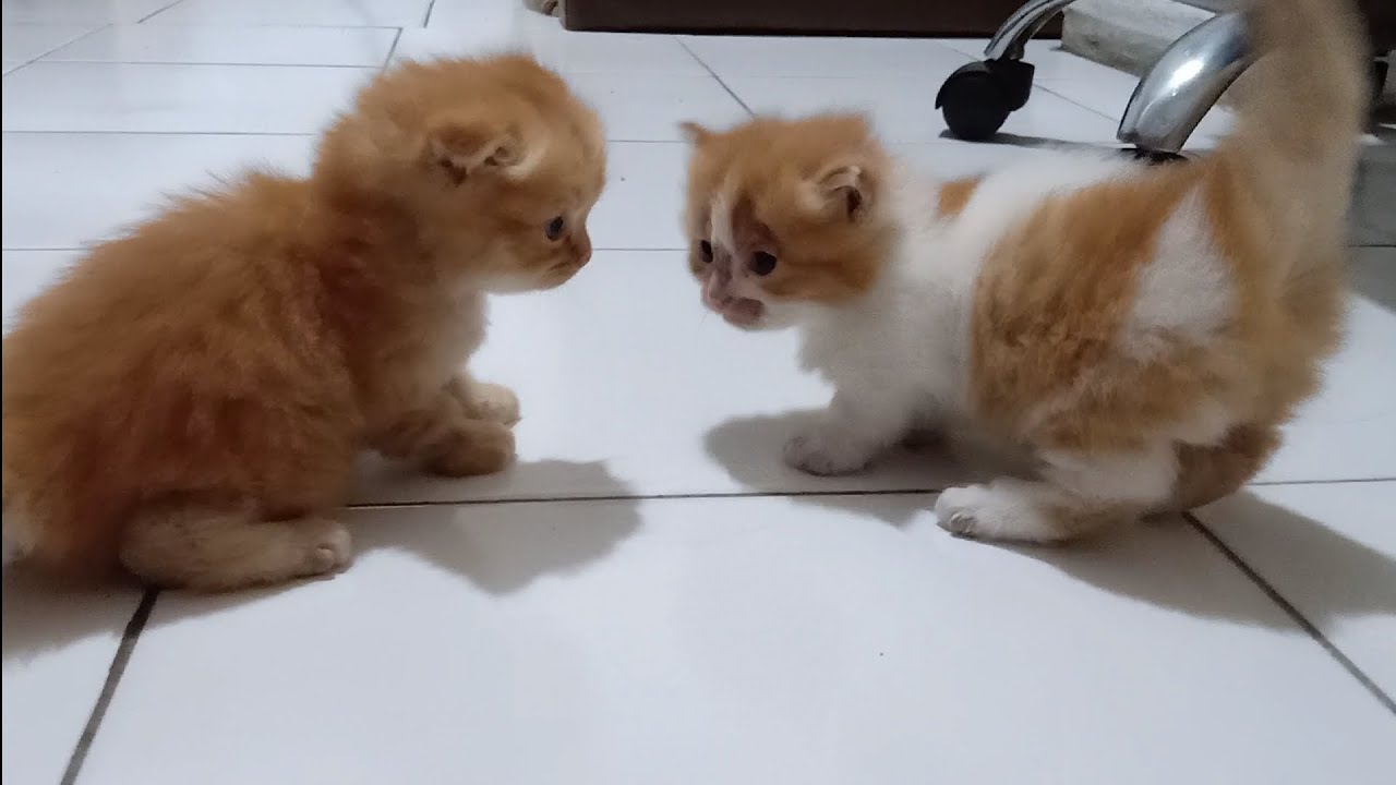 夜に遊ぶかわいい猫たち