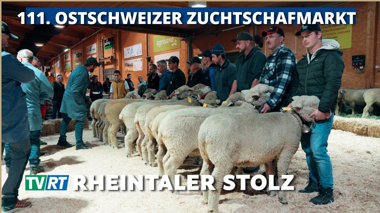 483 Schafe, 99 Züchter, 1 Leidenschaft – Der Ostschweizer Zuchtschafmarkt 2025