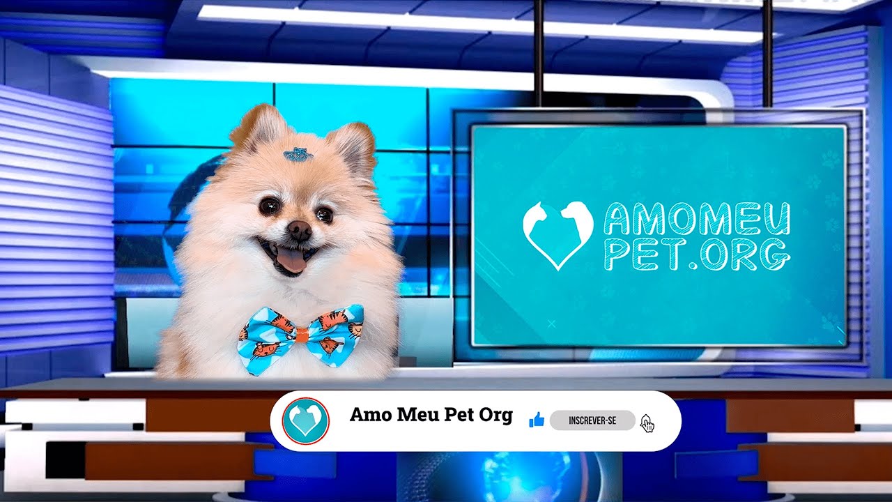 Notícias engraçadas de cachorros e gatos no Jornalzinho Amo Meu Pet desta semana