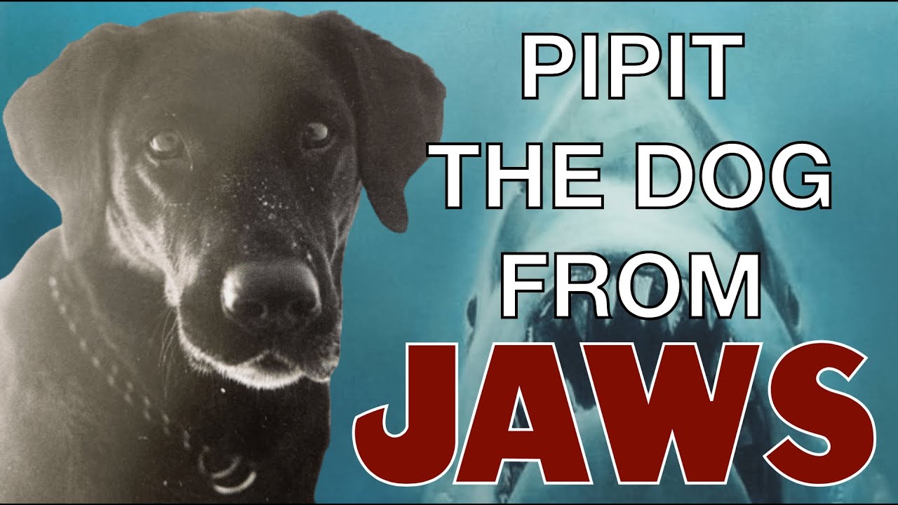PIPIT THE DOG FROM JAWS