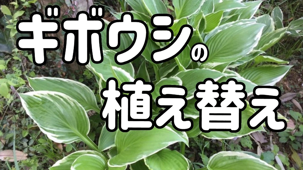 夏の日差しで葉焼けしていたギボウシを植え替え（2月）
