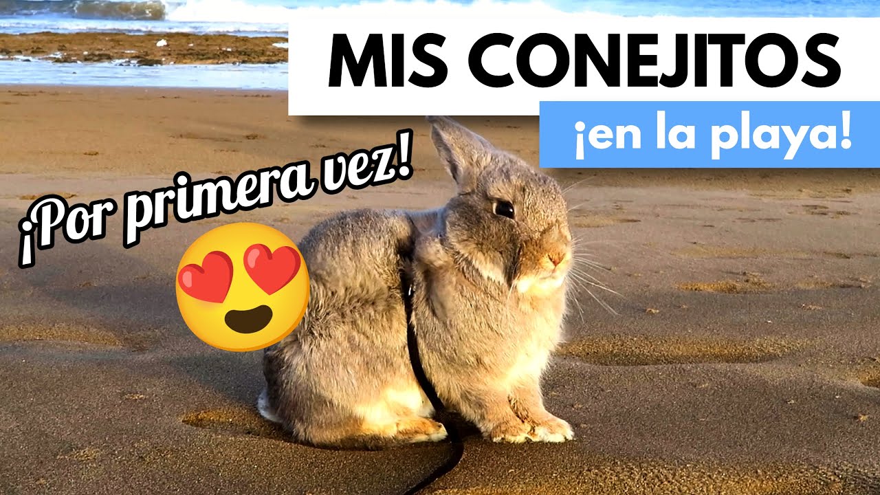 Mis CONEJOS en la playa por PRIMERA VEZ 🐰😍🌊