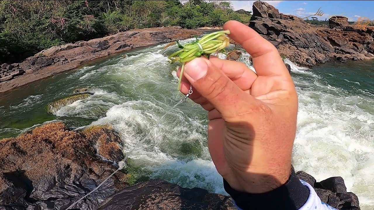 Riram da minha cara, ate que essa planta caiu na agua, se não tivesse filmado...