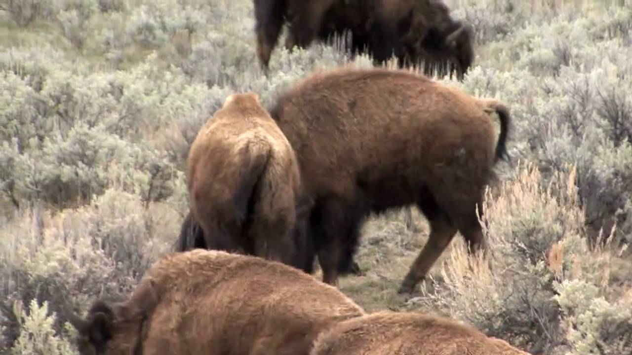 Baby Bison in Spring