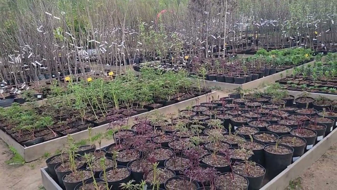 Вот теперь точно весна!!! Репейник снова в эфире.