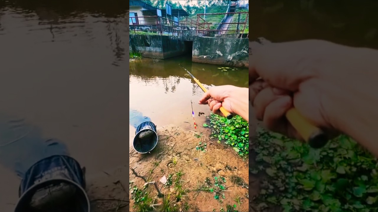 Natural bait fish catching techniques in river #fishing #carp #fish #shorts
