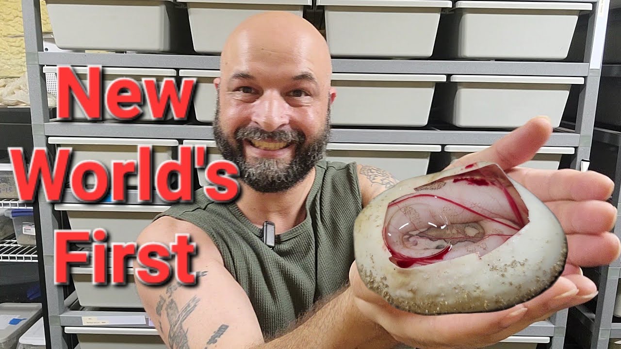 New World's First!? Surprise Ball Python Update Clutches 5 and 6