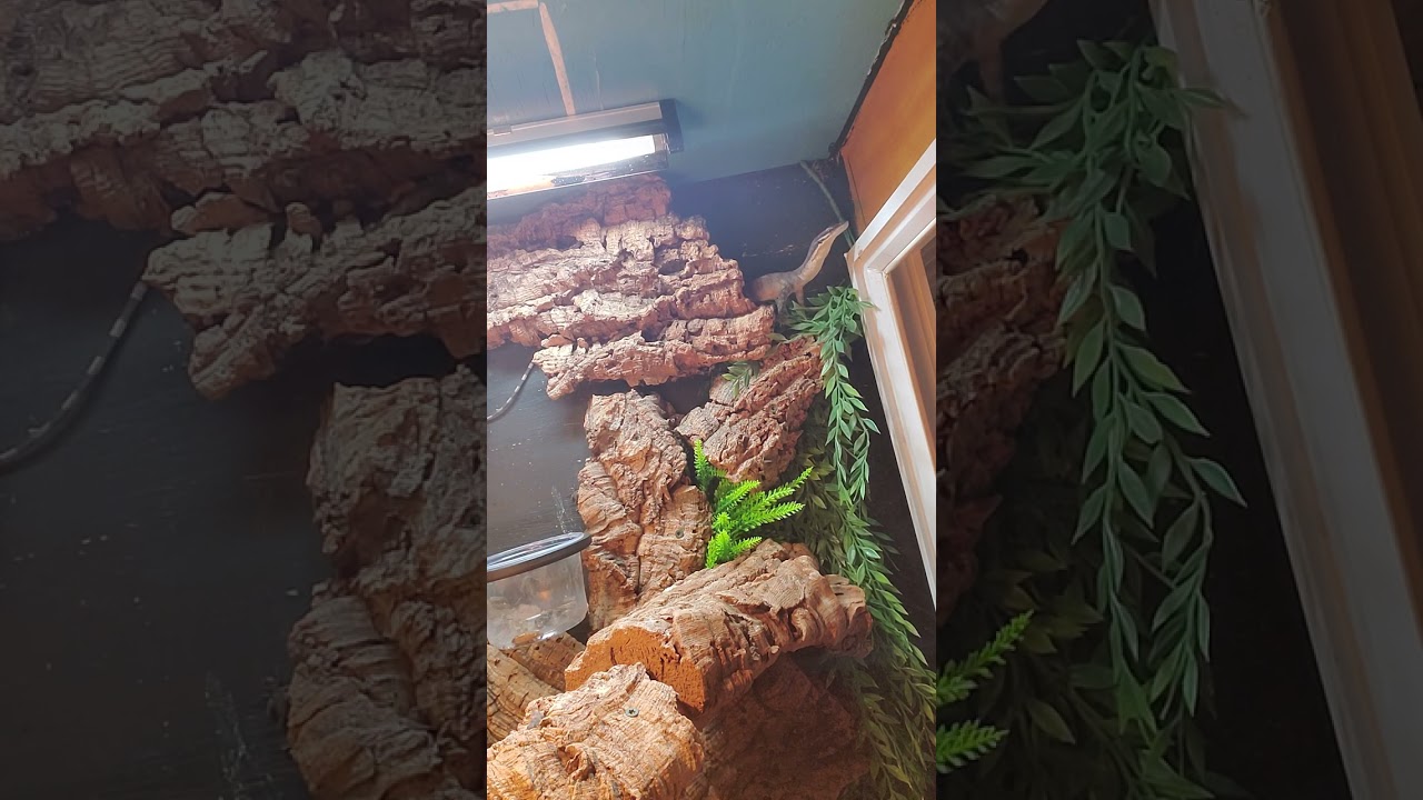 Kimberly Rock Monitor (V.glauerti) post-egg laying feeding info