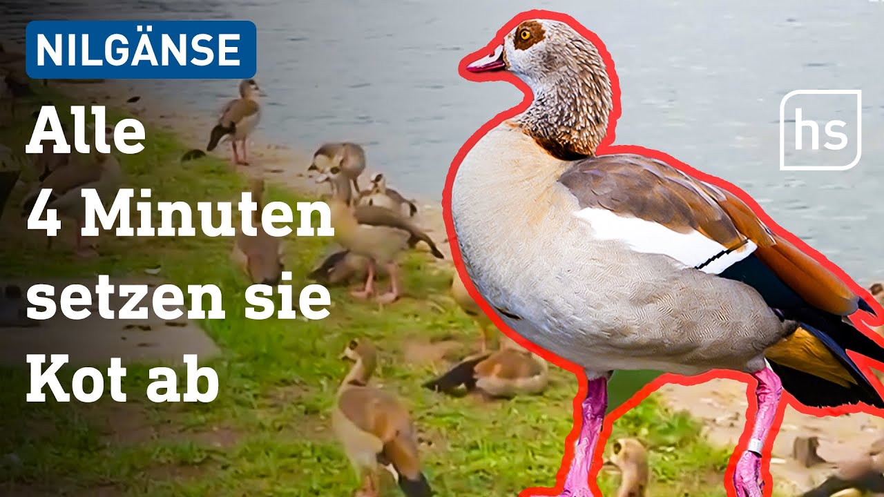 Allein 20.000 Nilg&auml;nse in Hessen: Plage oder Bereicherung? |&nbsp;hessenschau