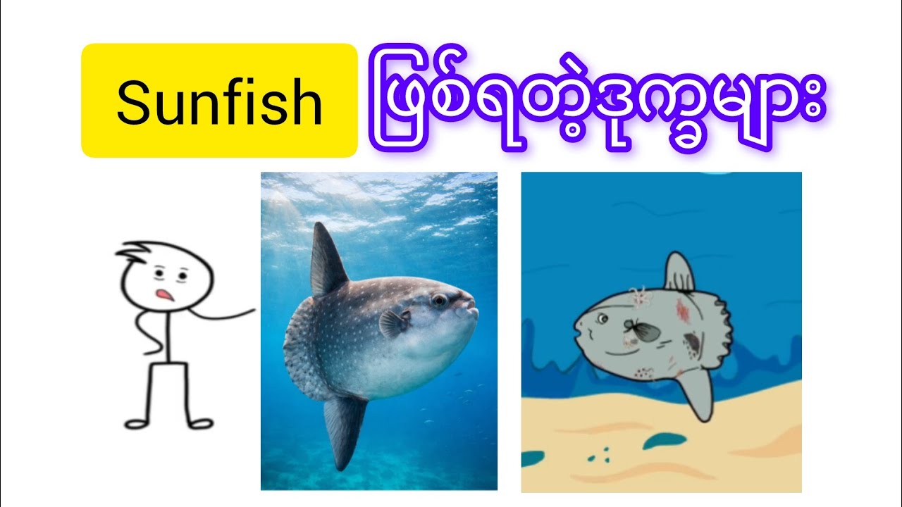 Sunfishဖြစ်ရတဲ့ဒုက္ခများ
