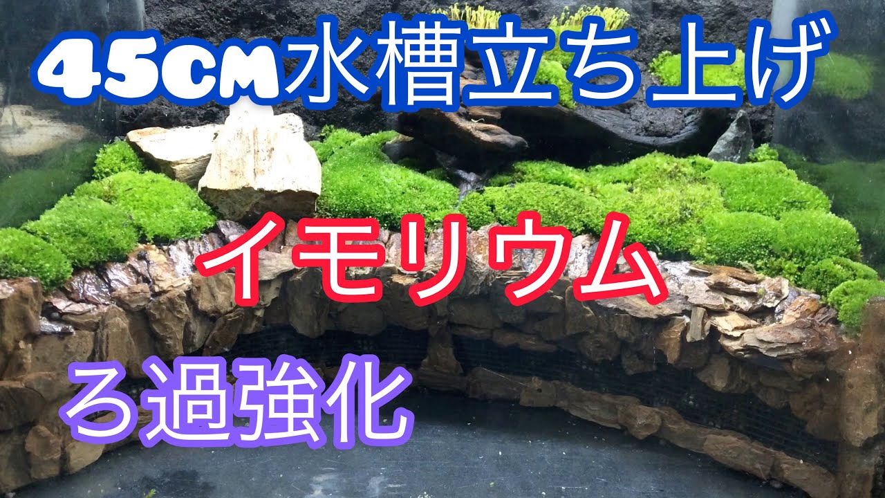 【イモリ苔テラリウム】45cm立ち上げ 2ー1