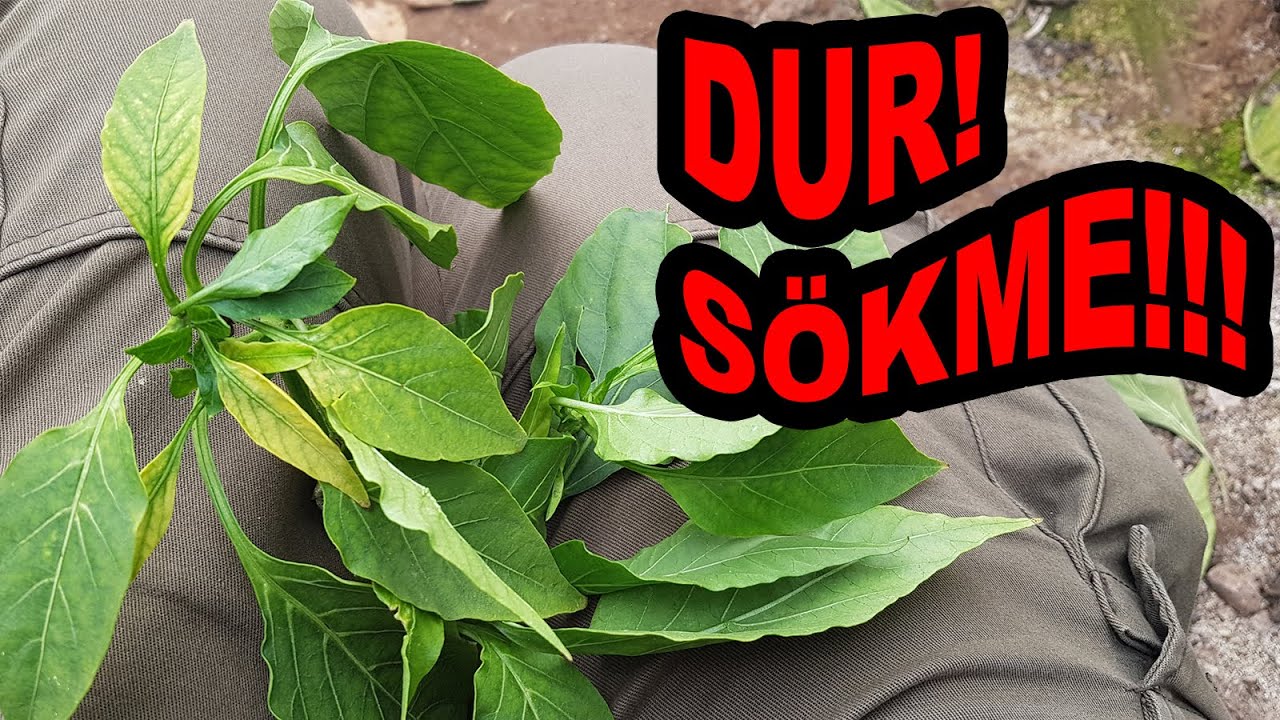 YANLIŞ TEŞHİS ÖLÜM GETİRİR! BİTKİLERİNİZİ BOŞUNA SÖKMEYİN!!!