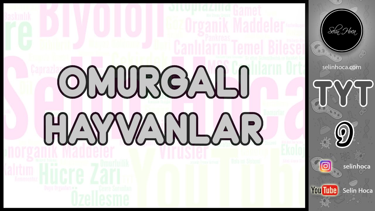 25) Omurgalı Hayvanlar