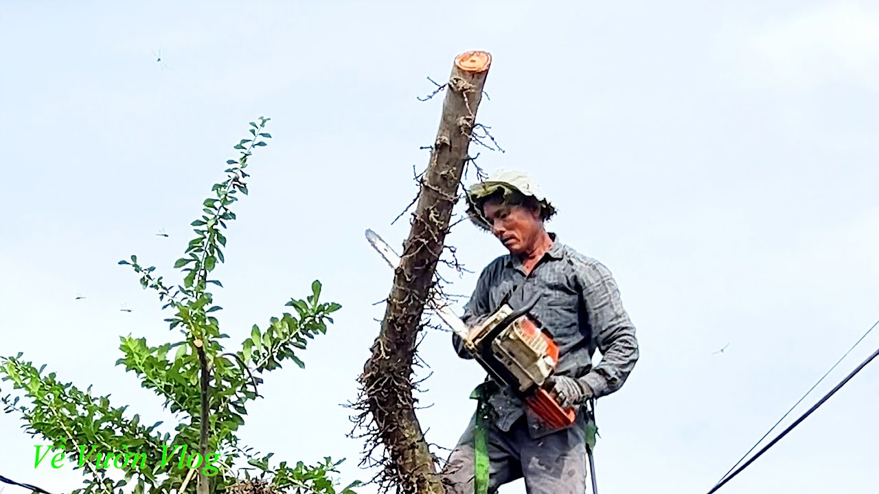 Về Vườn Cưa Cây Sung Cổ Thụ Dọn Nhà Ăn Têt | Về Vườn Vlog