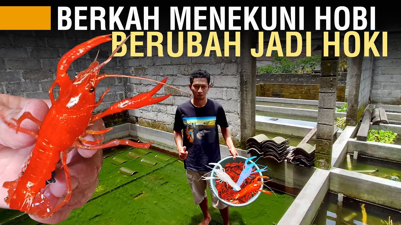BUDIDAYA LOBSTER HIAS BISA PANEN 3 HARI SEKALI, PENJUALAN SAMPAI KE JAWA, BALI, DAN SUMATERA
