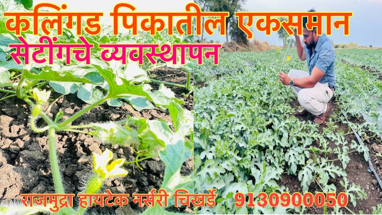 🍉कलिंगड पिकातील उत्कृष्ट व एकसमान सेटींग चे नियोजन🍉
