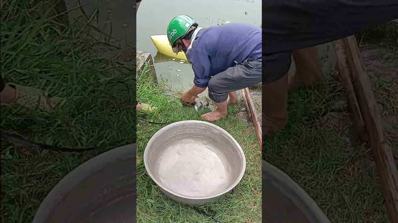 trang trại thả cá giống. nuôi tự nhiên 