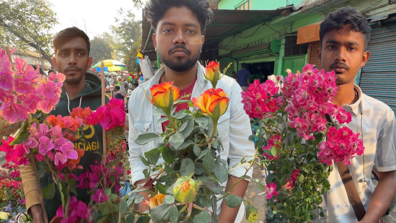 Galiff Street Weekly Recap🌹Best Plants of Rose, Bougainvillea Flowers in Hindi| Best Flowers Forever