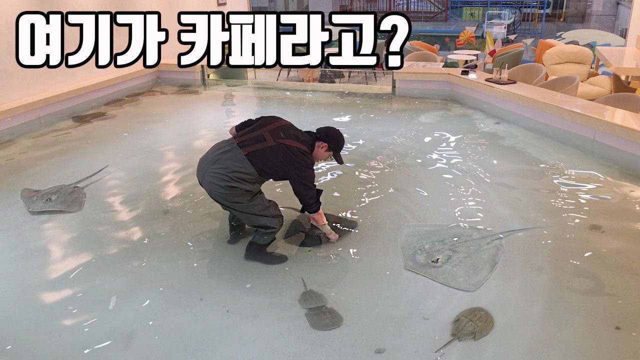 거대 가오리와 상어들에게 먹이주는 신상카페가 생겨서 다녀와봤습니다!