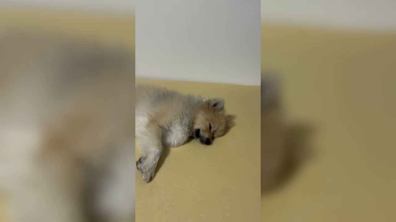 もみじくんASMR＃２ #asmr #ぽめらにあん #ポメラニアン #犬のいる生活