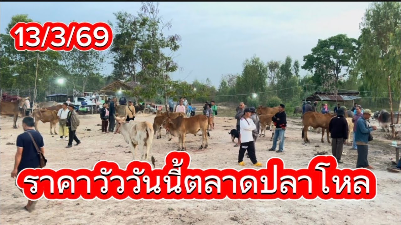 ราคาวัวควายวันนี้ตลาดปลาโหล อ.วาริช จ.สกลนคร #ราคาวัววันนี้ 13/3/69