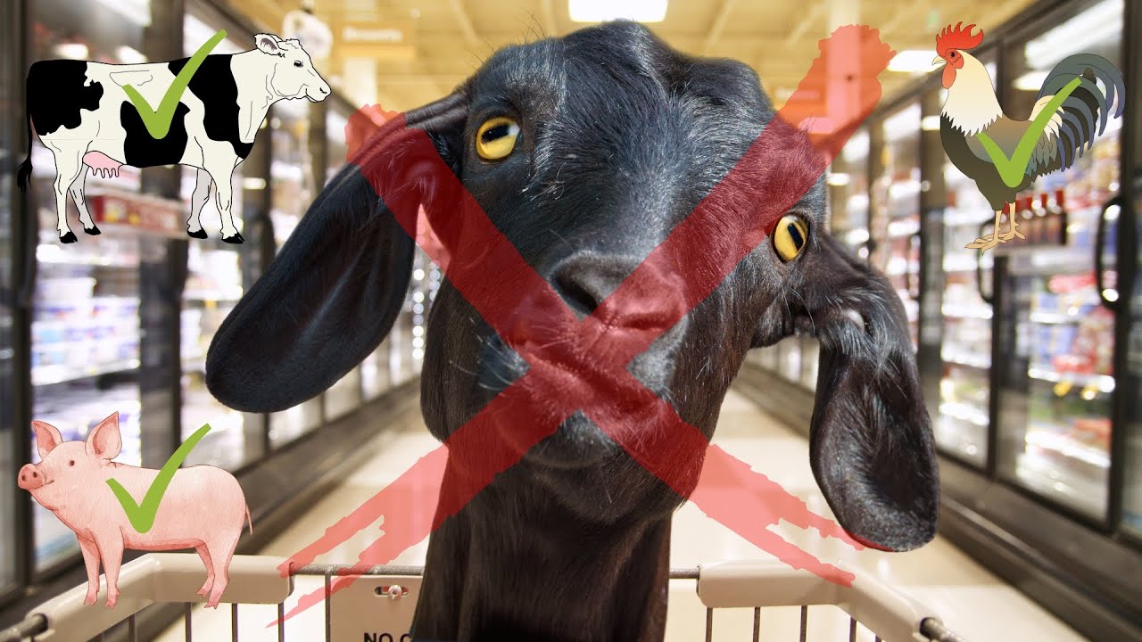 Why Goat Meat Is Not Eaten in the United States