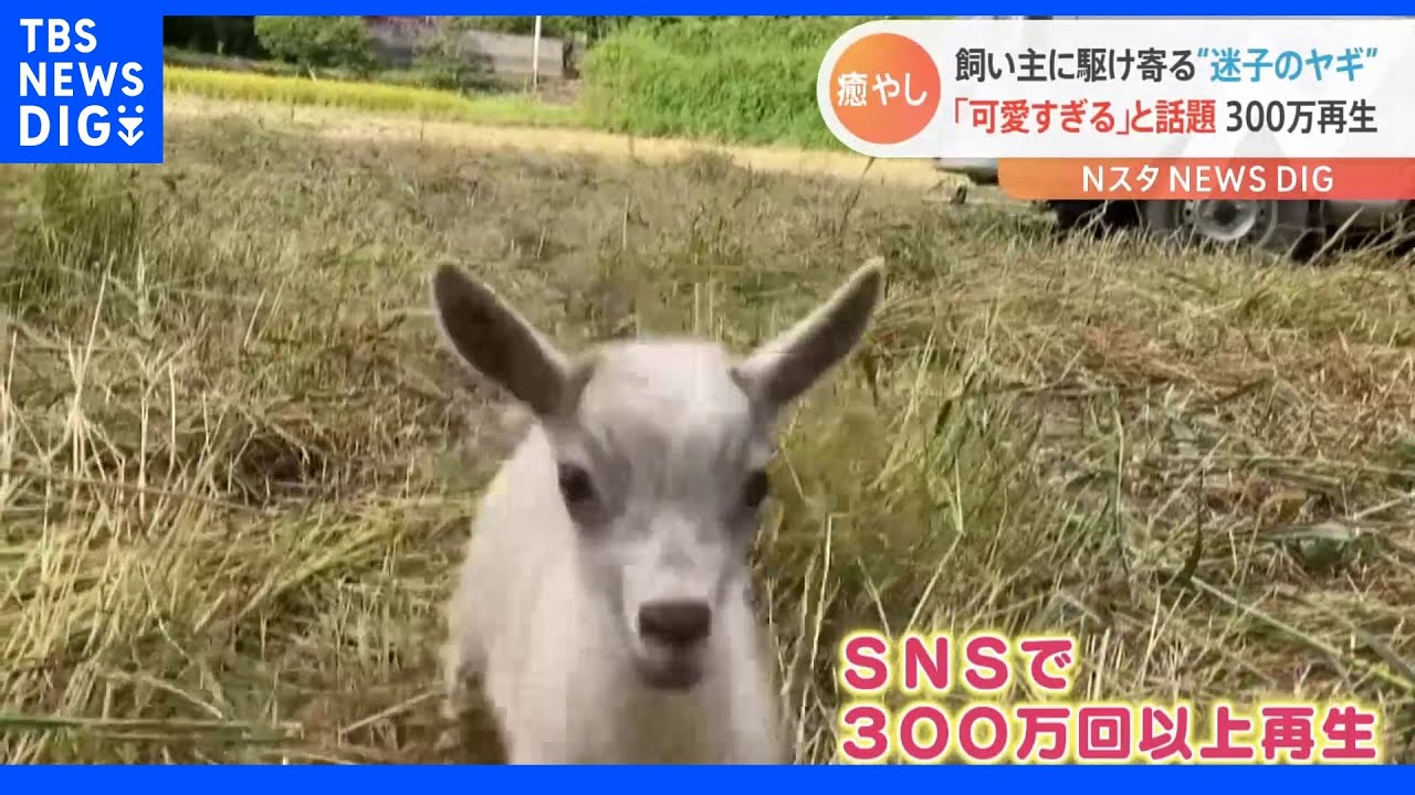 「おいてかないで～」飼い主を探す可愛すぎる子ヤギ　飼い主「そんなに悲しむとは思わなかった」と後悔｜TBS&nbsp;NEWS&nbsp;DIG
