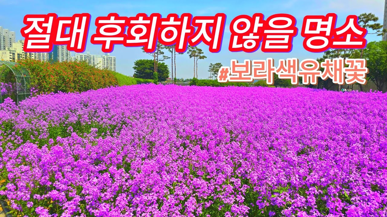 영천생태지구공원 보라유채 청유채의 보라색 물결 #청유채 #보라유채 #딤스로켓 #영천생태지구공원 #영천봄꽃명소