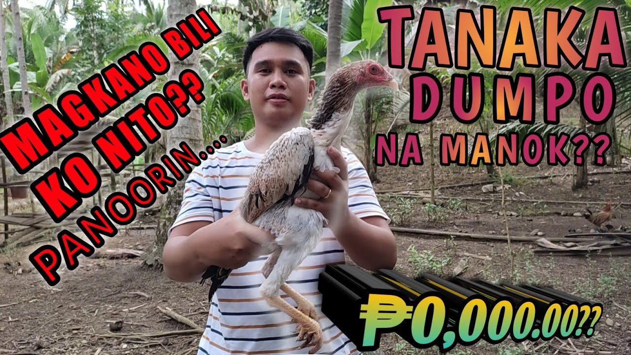 TANAKA DUMPO NA MANOK | GIANT CHICKEN | BAGONG MATERYALES PARA SA BUKID