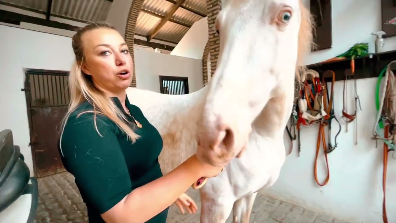 Meet Turrón, creamy horse - INTRODUCE by Blanka Satora
