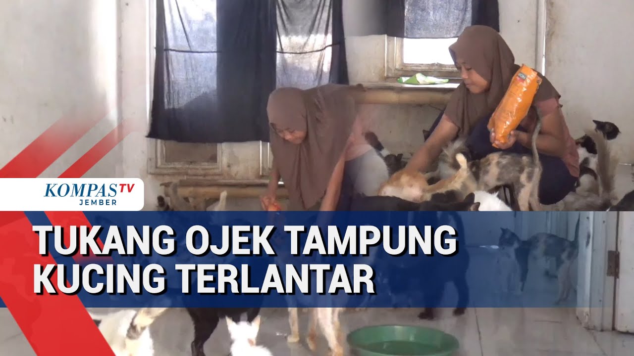 Tukang Ojek di Jember Rawat 50 Kucing Jalanan, Biaya dari Uang Ojek!