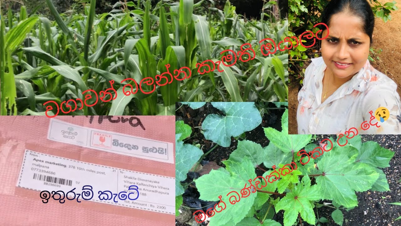 අපේ අම්මගේ ලස්සන වගාව🥰##