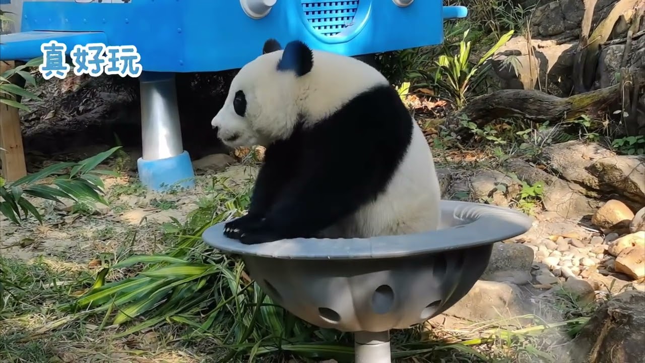 1月24日 妹珠玩轉碗啦，翻滾嚯嚯小樹玩得好開心，玩累了津奶爸上來餵水，窩窩頭胡蘿蔔🥕塞滿妹珠的小手#大熊貓妹珠 #熊貓妹豬 #panda #cutepanda 
