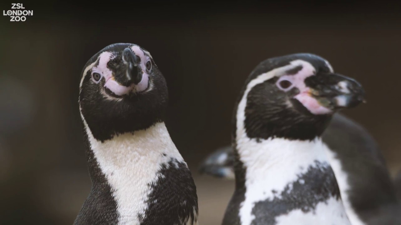 Факты о пингвинах Гумбольдта